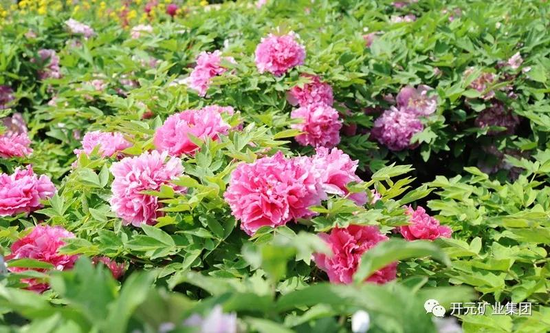 開(kāi)元恭迎八方客，盛情盡在迪尼斯